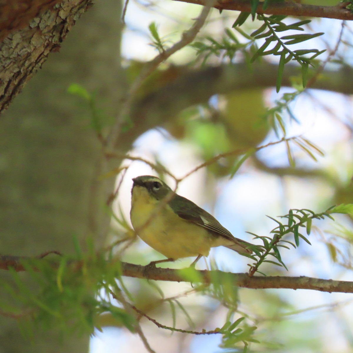 Black-throated Blue Warbler - ML450528531