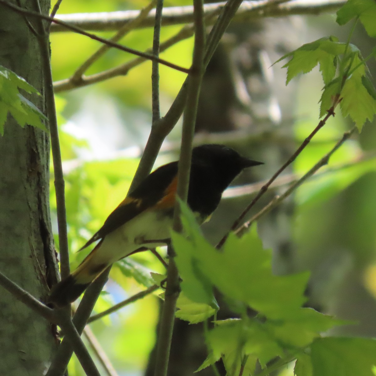 American Redstart - ML450528761