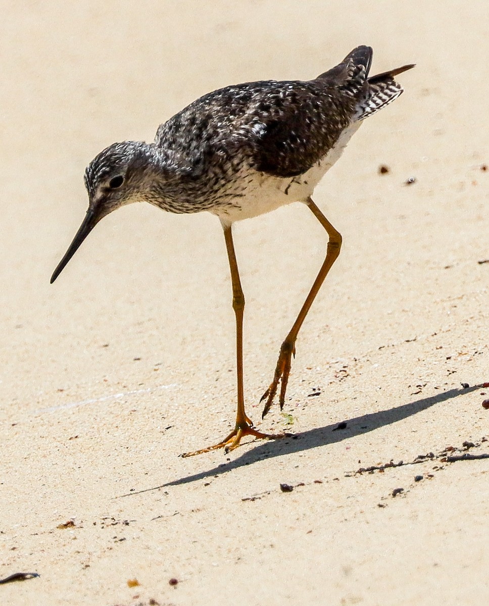 Lesser Yellowlegs - ML450529111