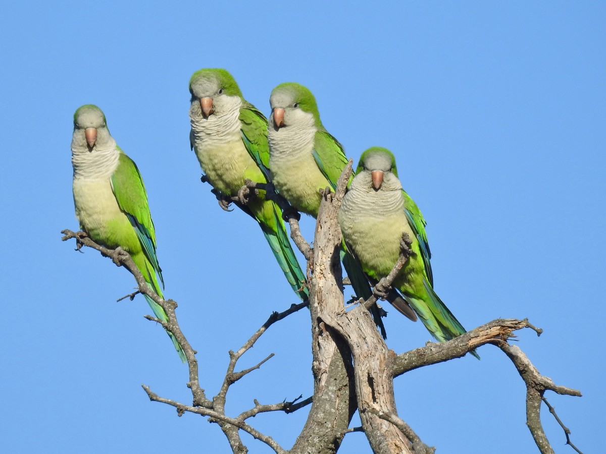 Monk Parakeet - ML450529661