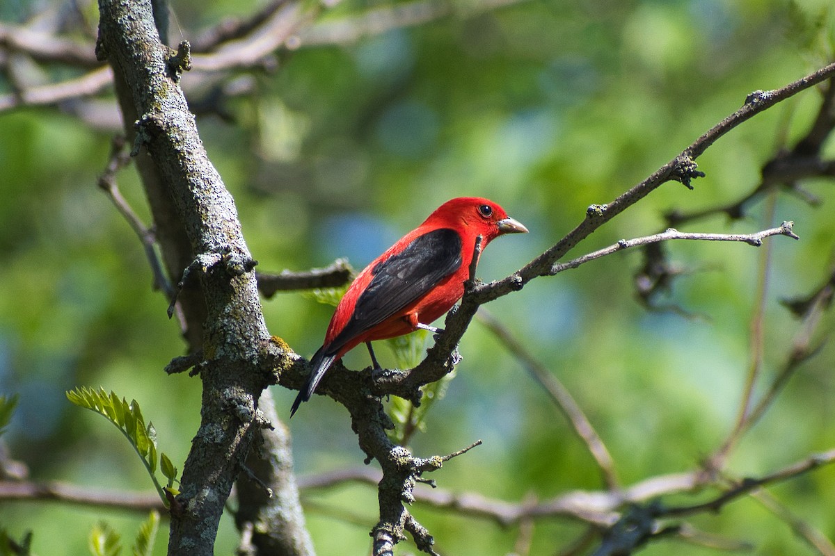 Scarlet Tanager - ML450531011