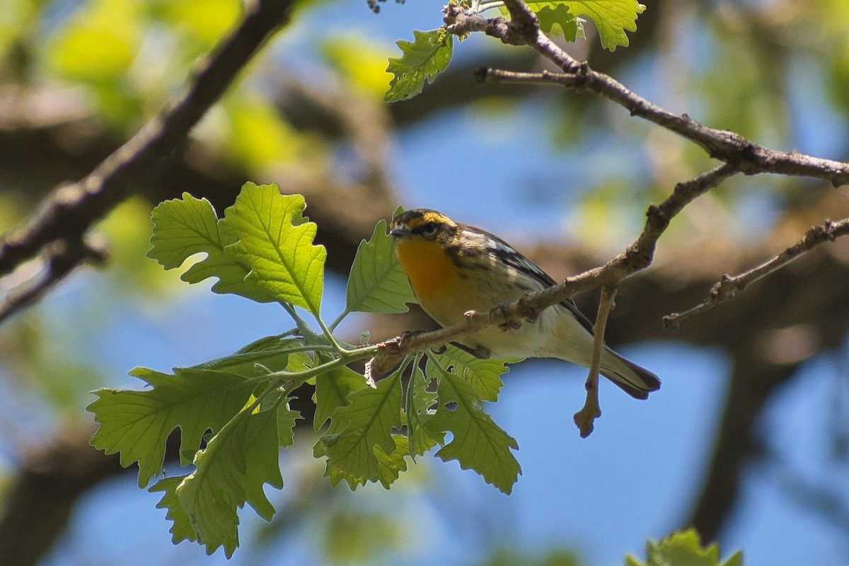 Blackburnian Warbler - ML450531021