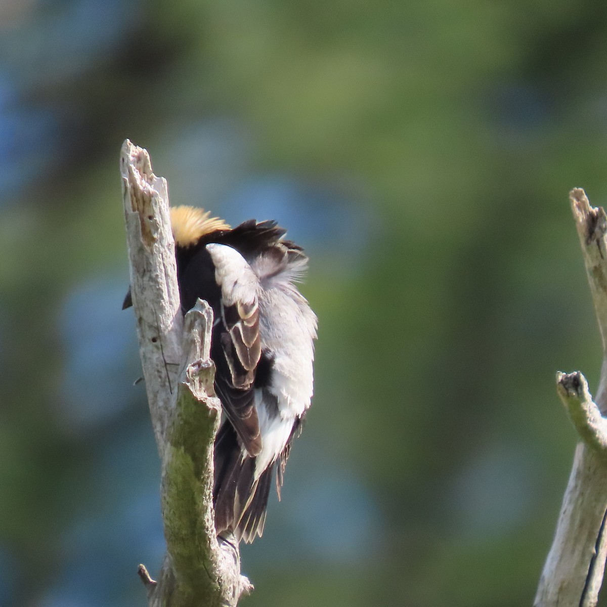 Bobolink - Pamela Low