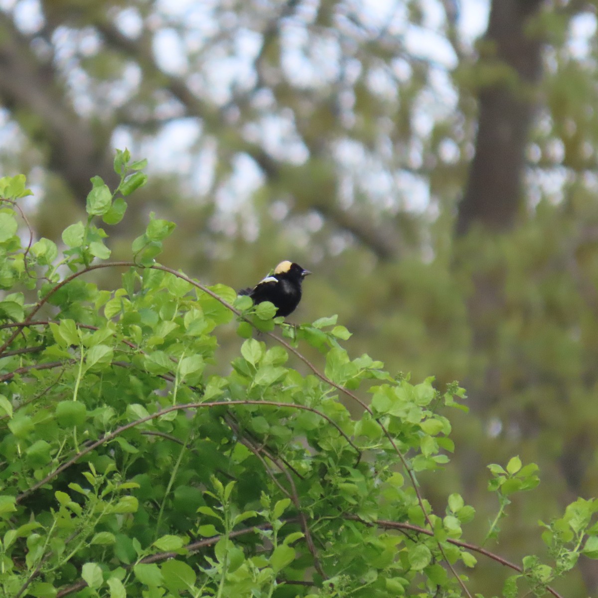 Bobolink - ML450531321