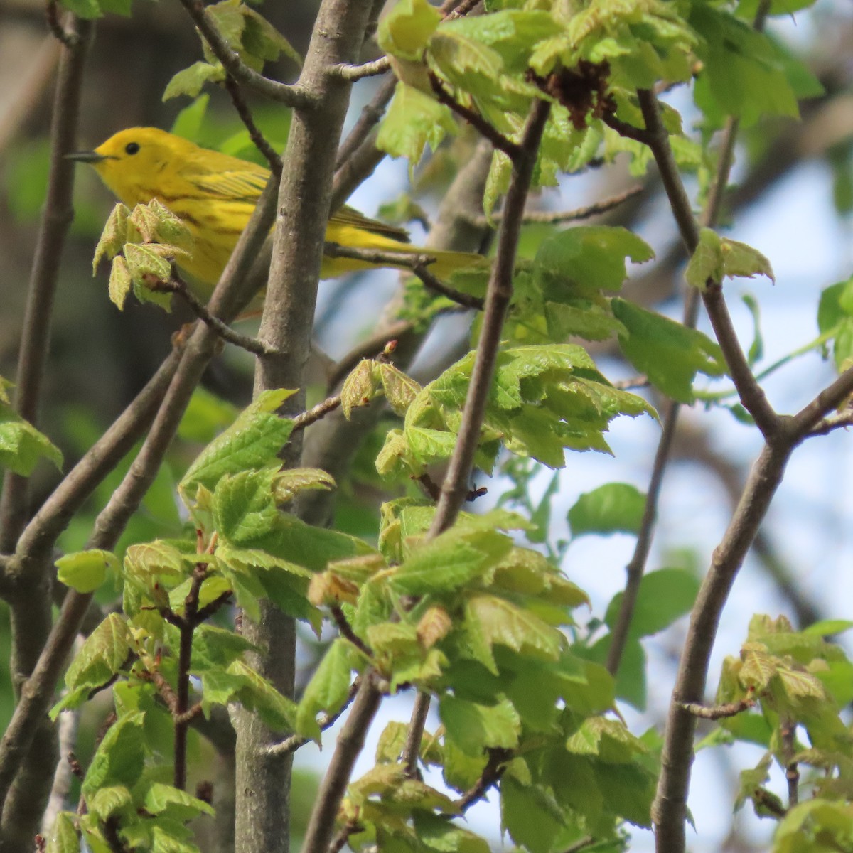 Northern Yellow Warbler - ML450531351
