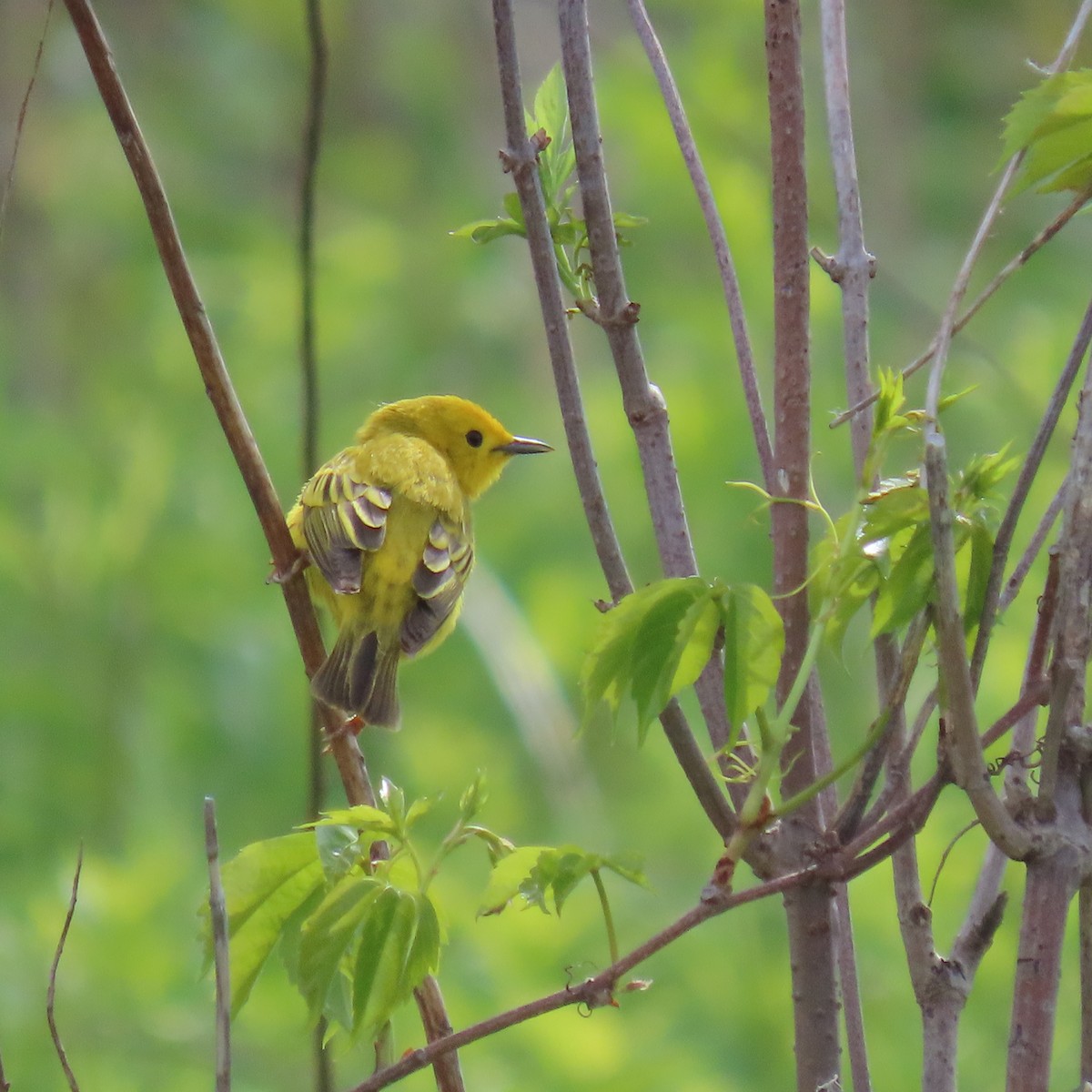 Northern Yellow Warbler - ML450531361