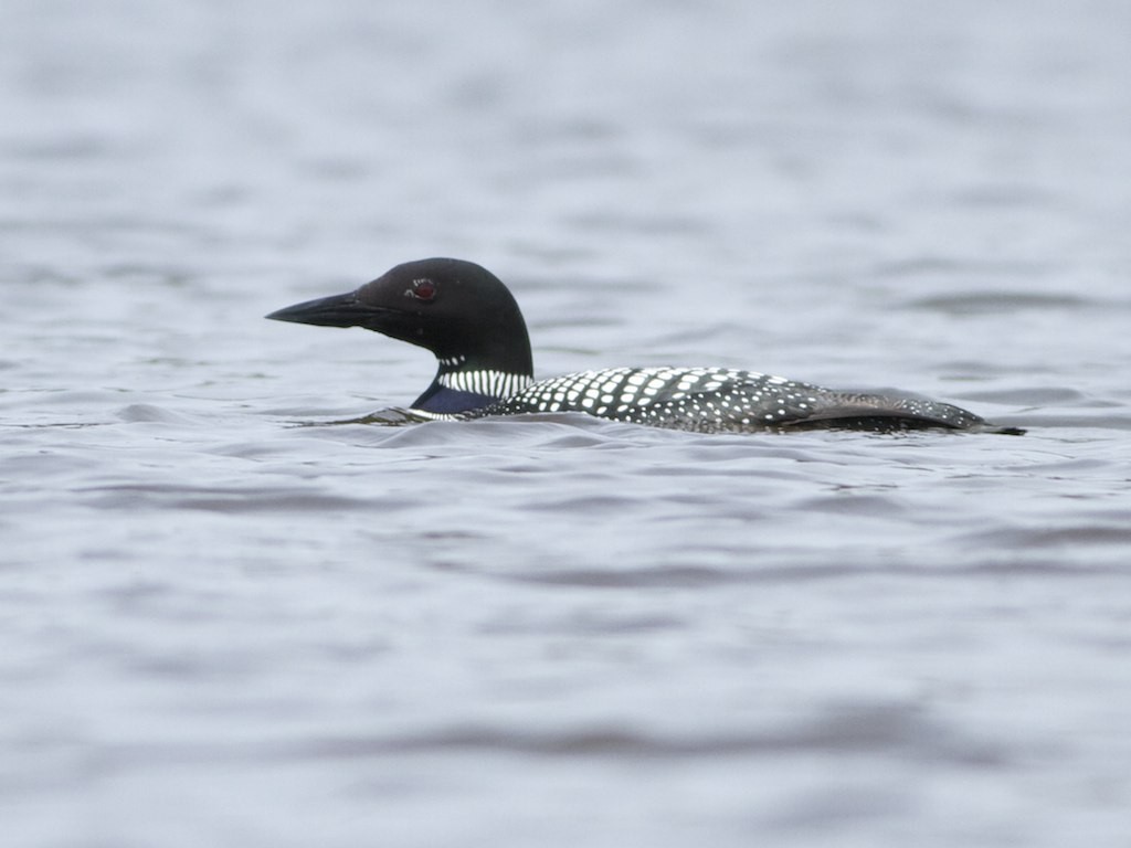 Common Loon - ML45053141