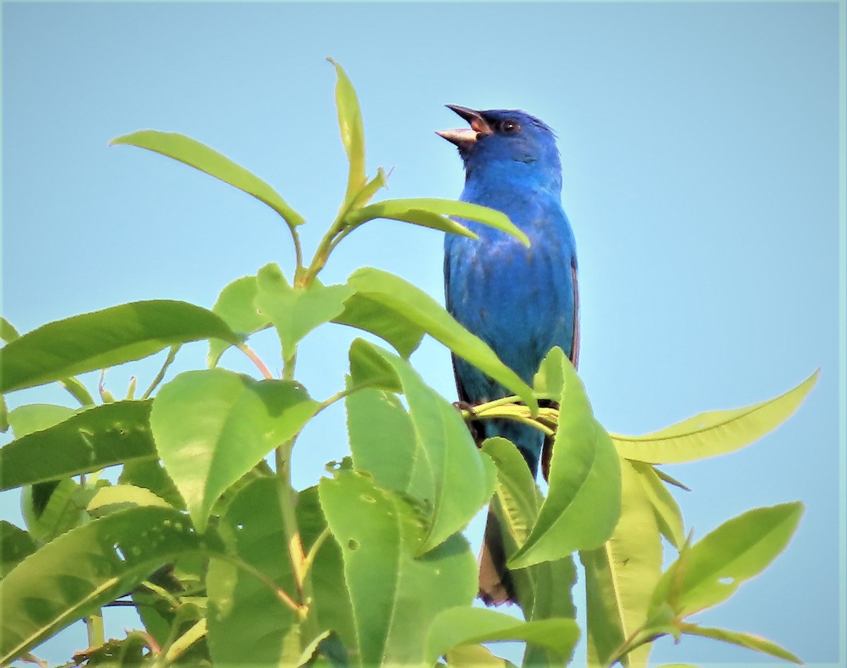 Passerin indigo - ML450531921