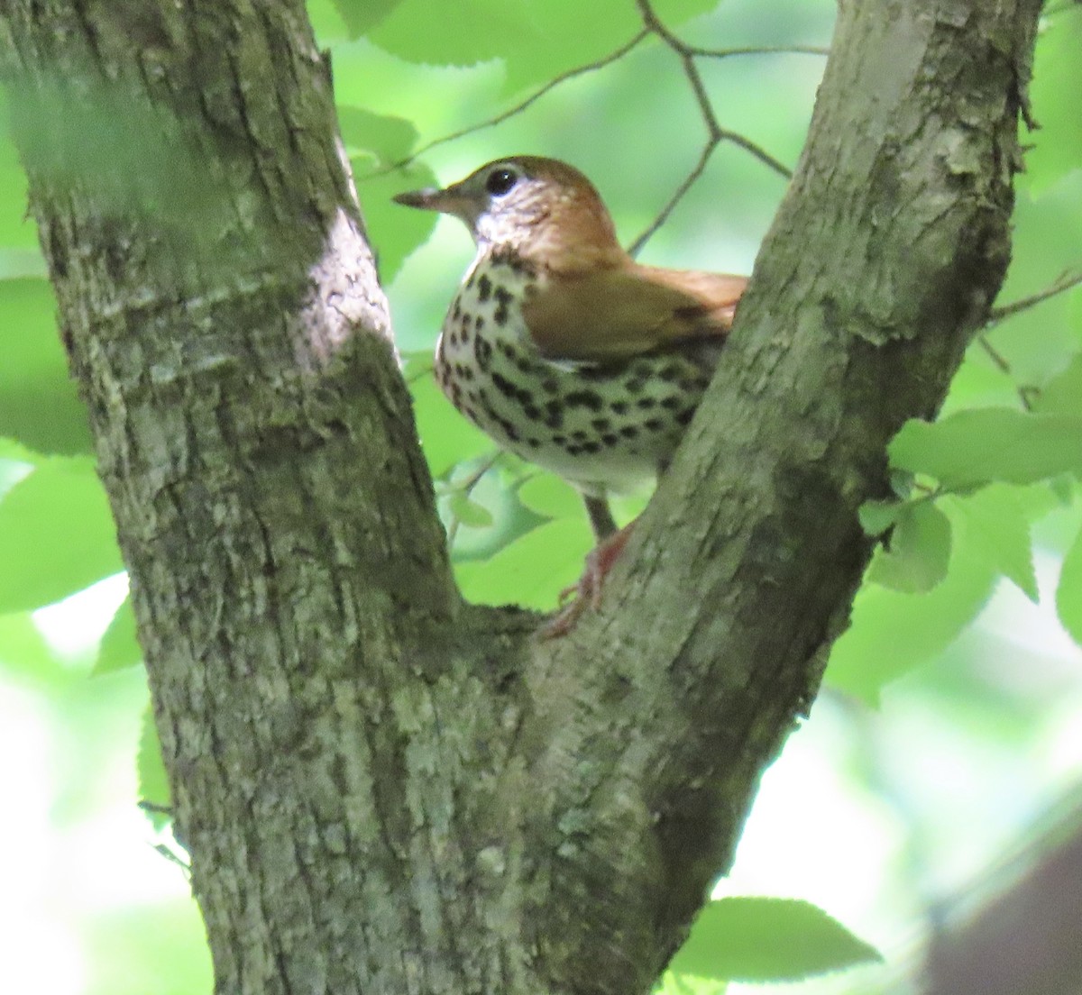 Wood Thrush - ML450533301