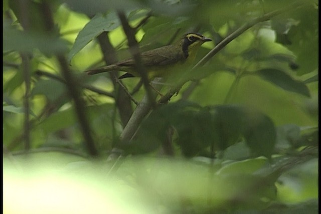 Kentucky Warbler - ML450534