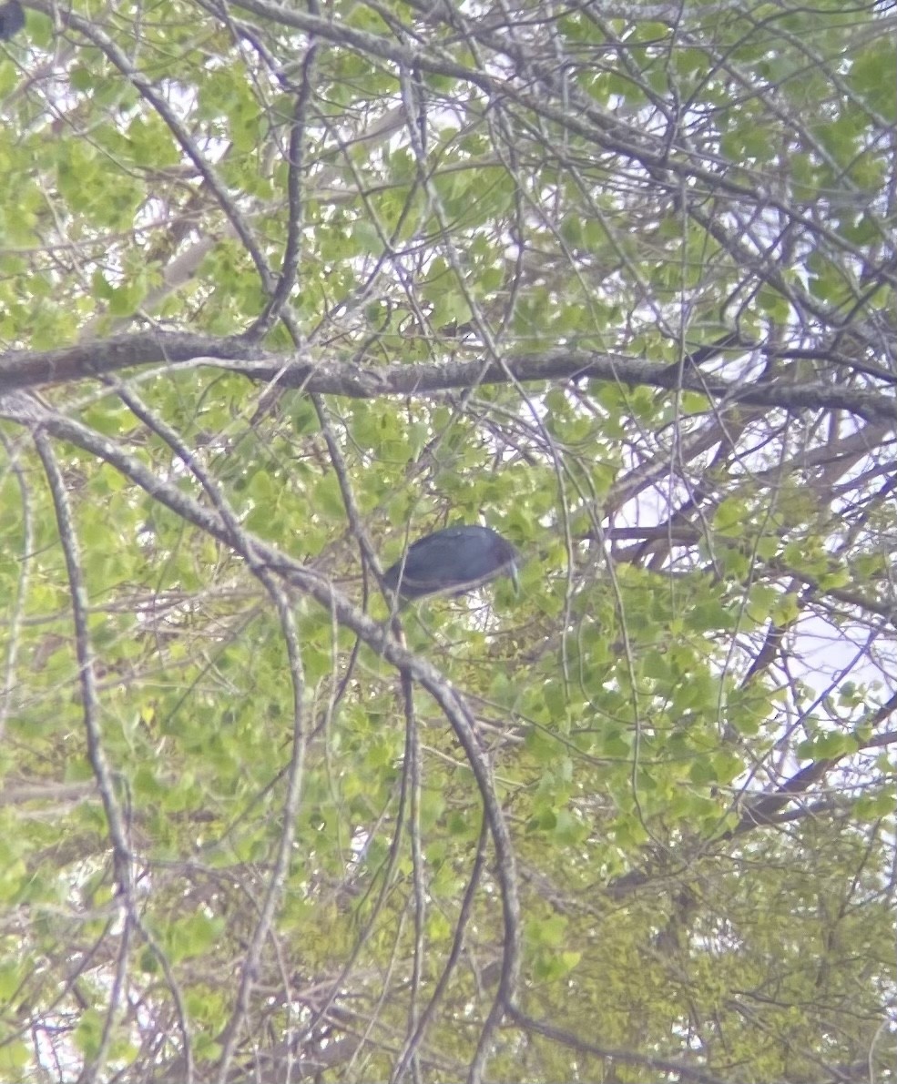 Little Blue Heron - ML450534891