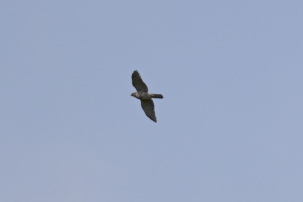 Cooper's Hawk - ML450535211