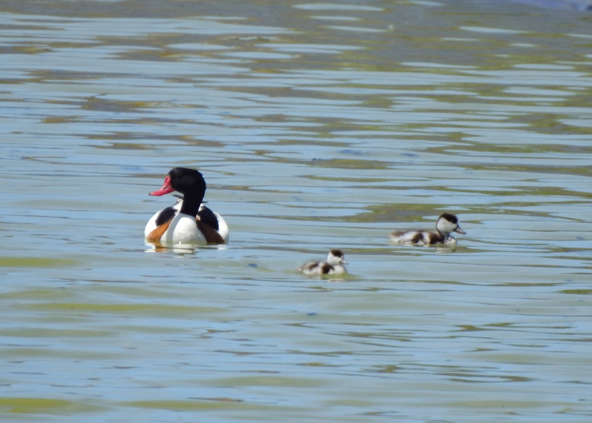 Common Shelduck - ML450535271