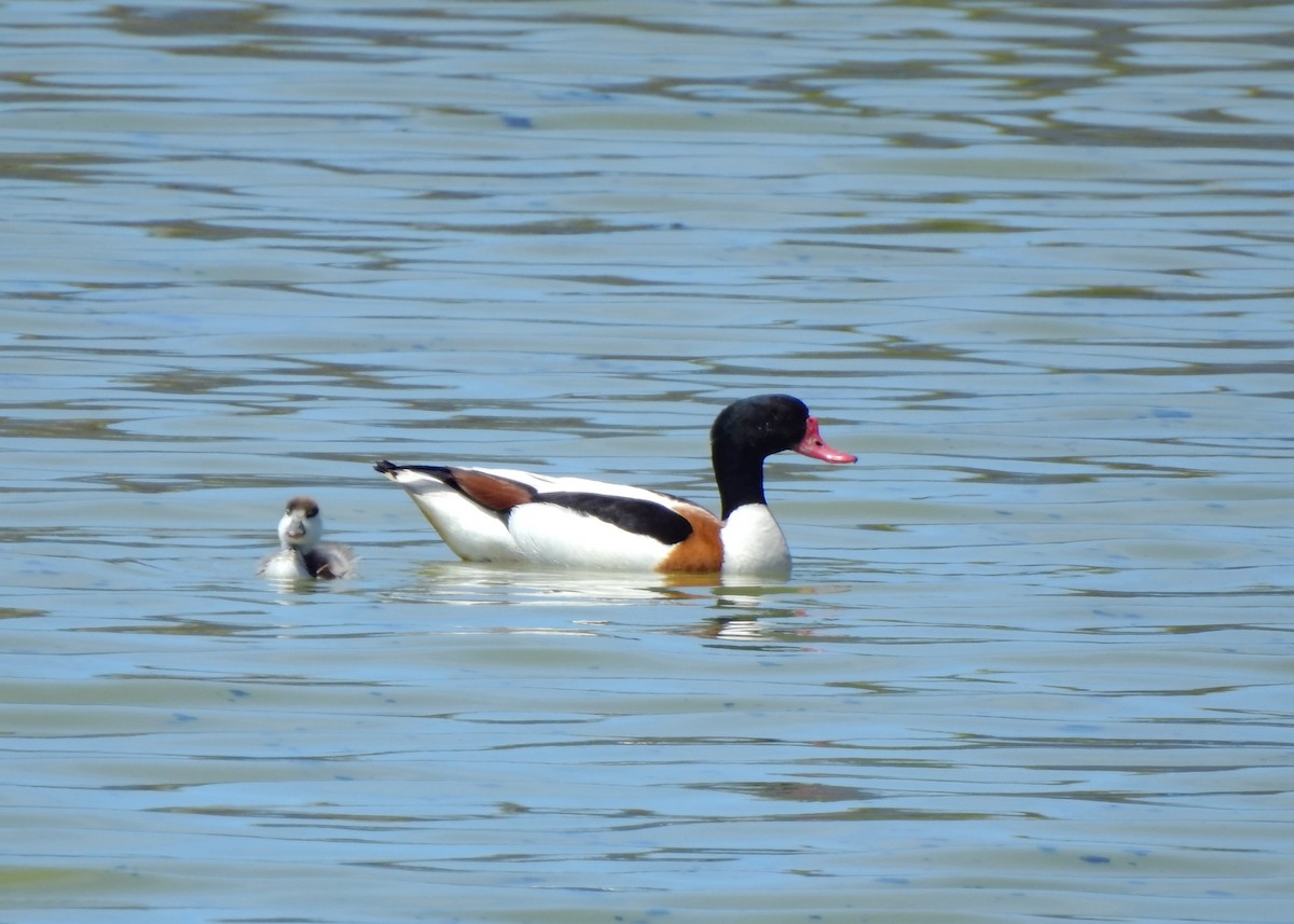 Common Shelduck - ML450535281