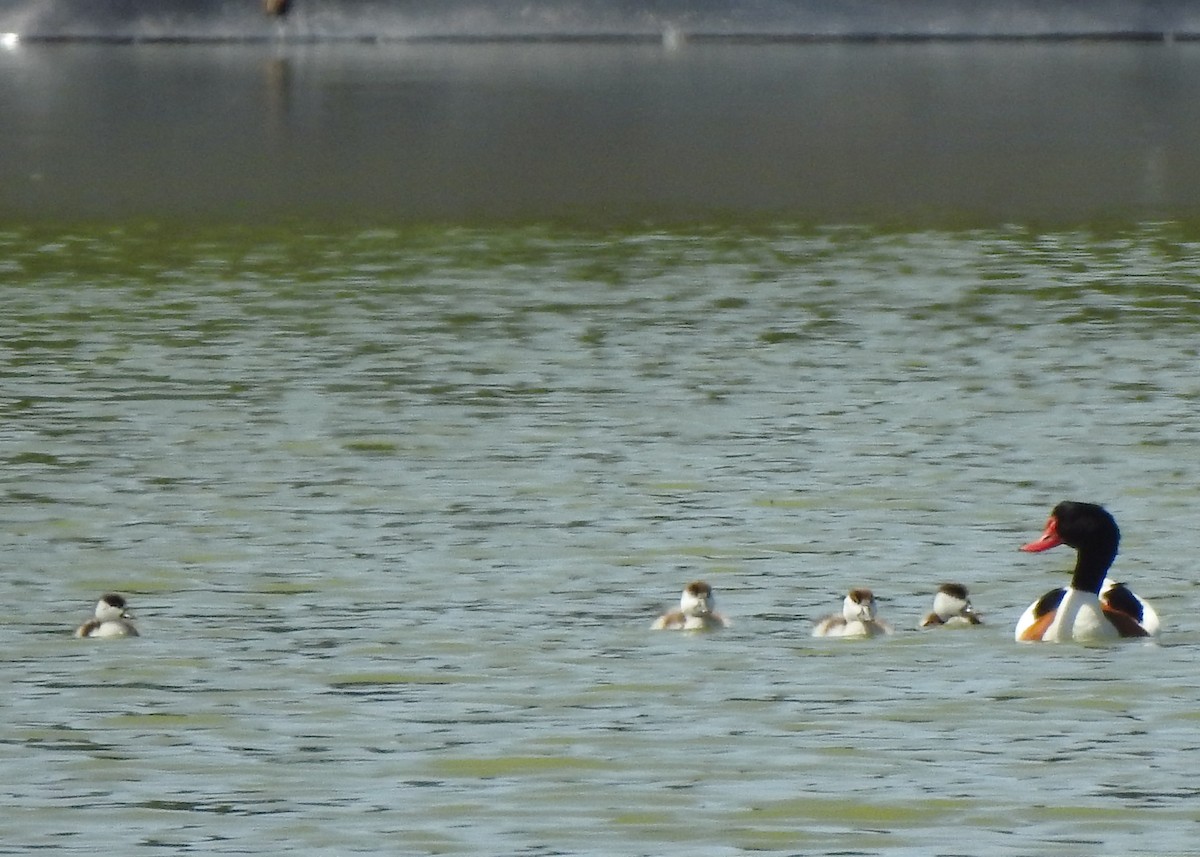 Common Shelduck - ML450535291