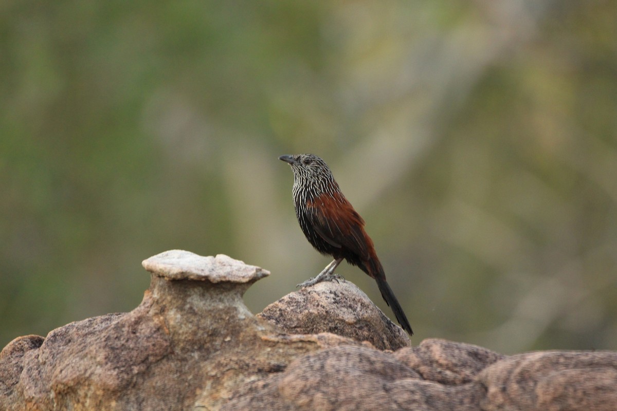 Black Grasswren - ML450535531