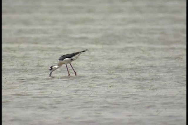 Black-necked Stilt (Black-necked) - ML450536