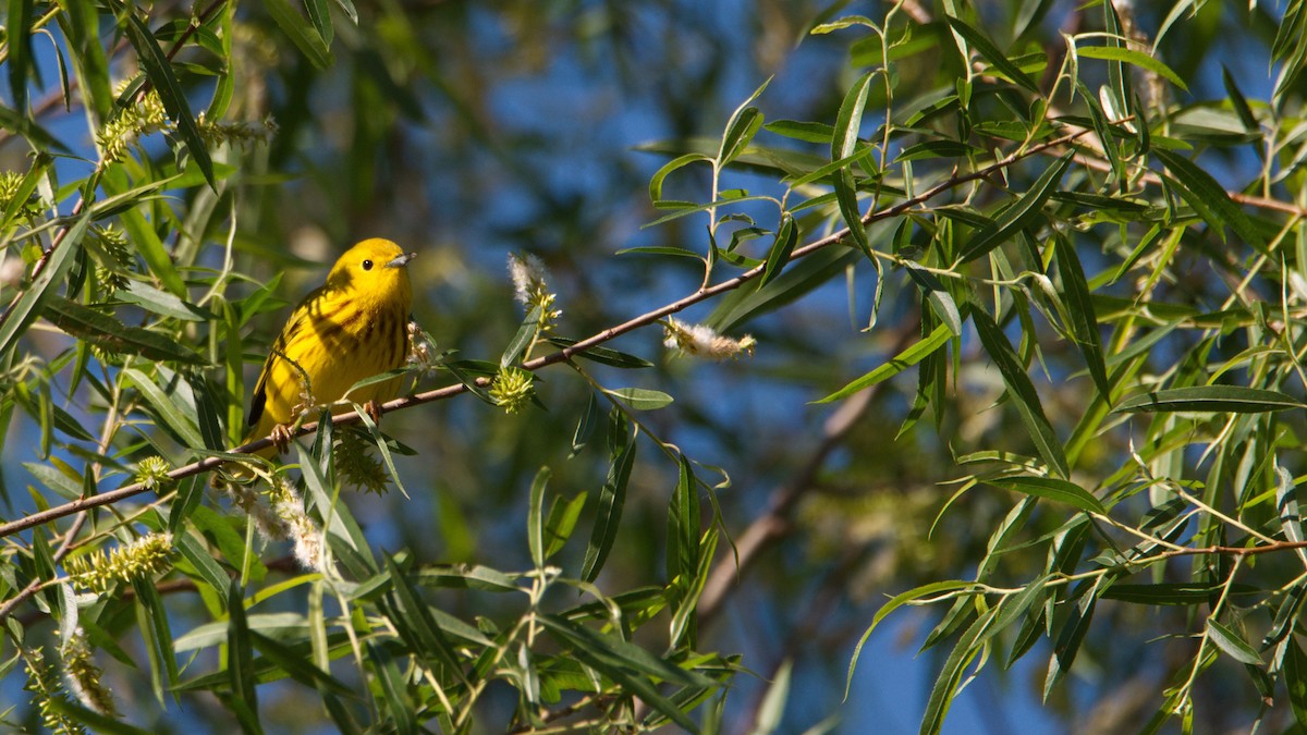 Northern Yellow Warbler - ML450536081
