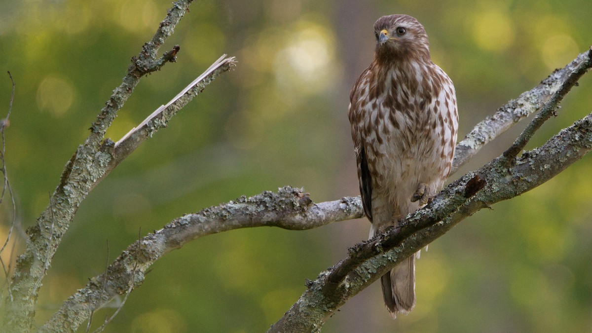 Red-shouldered Hawk - ML450536181