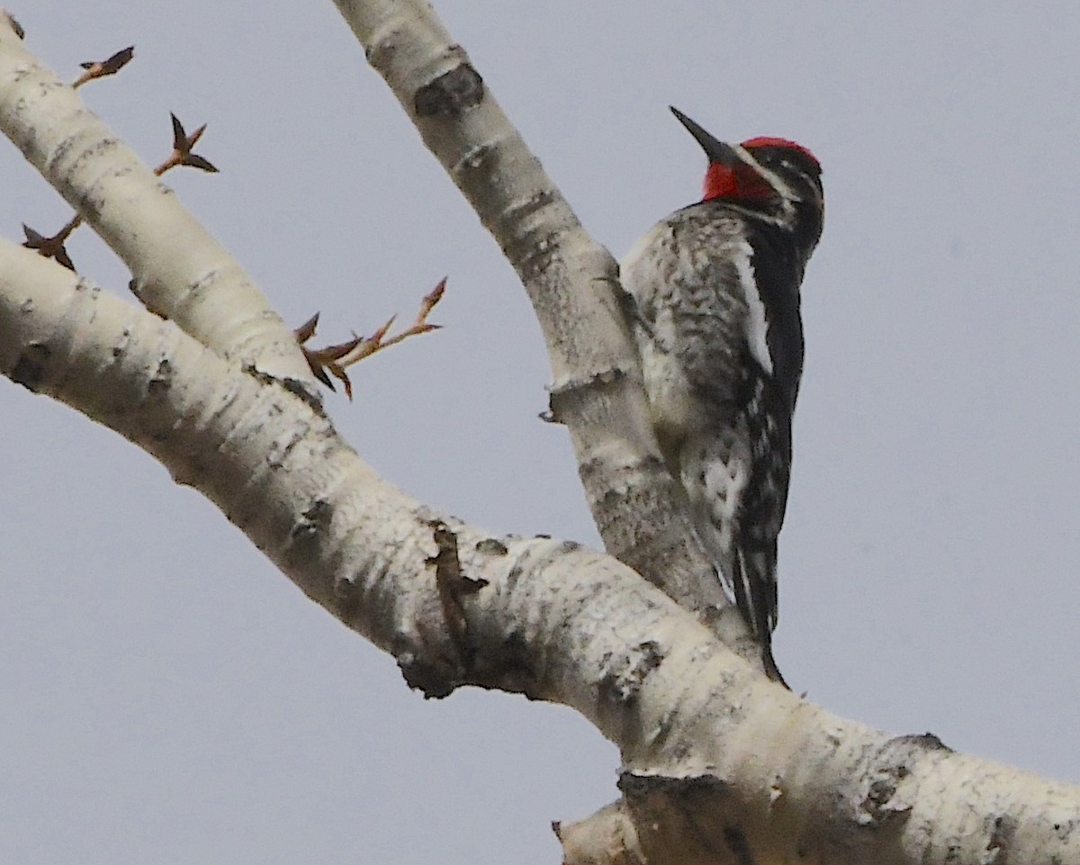 Red-naped Sapsucker - Ted Wolff