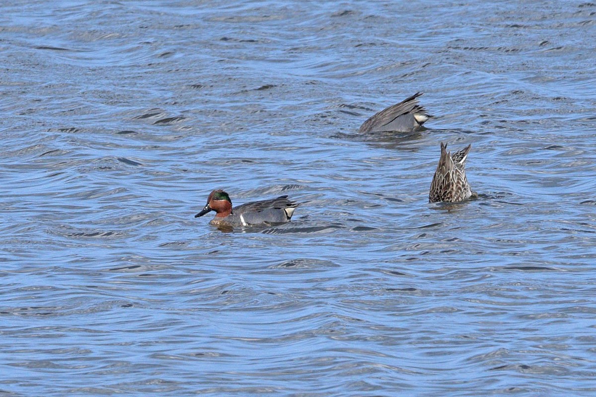 Green-winged Teal - ML450536681