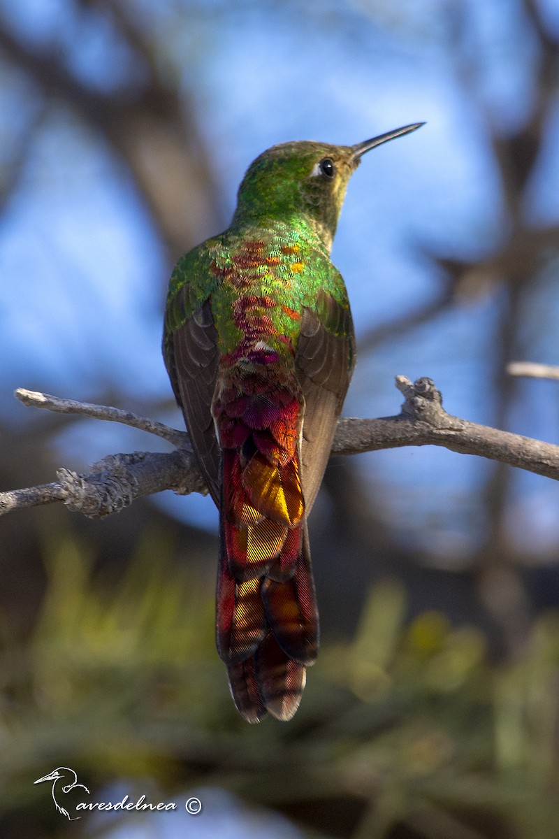 Red-tailed Comet - ML450536791