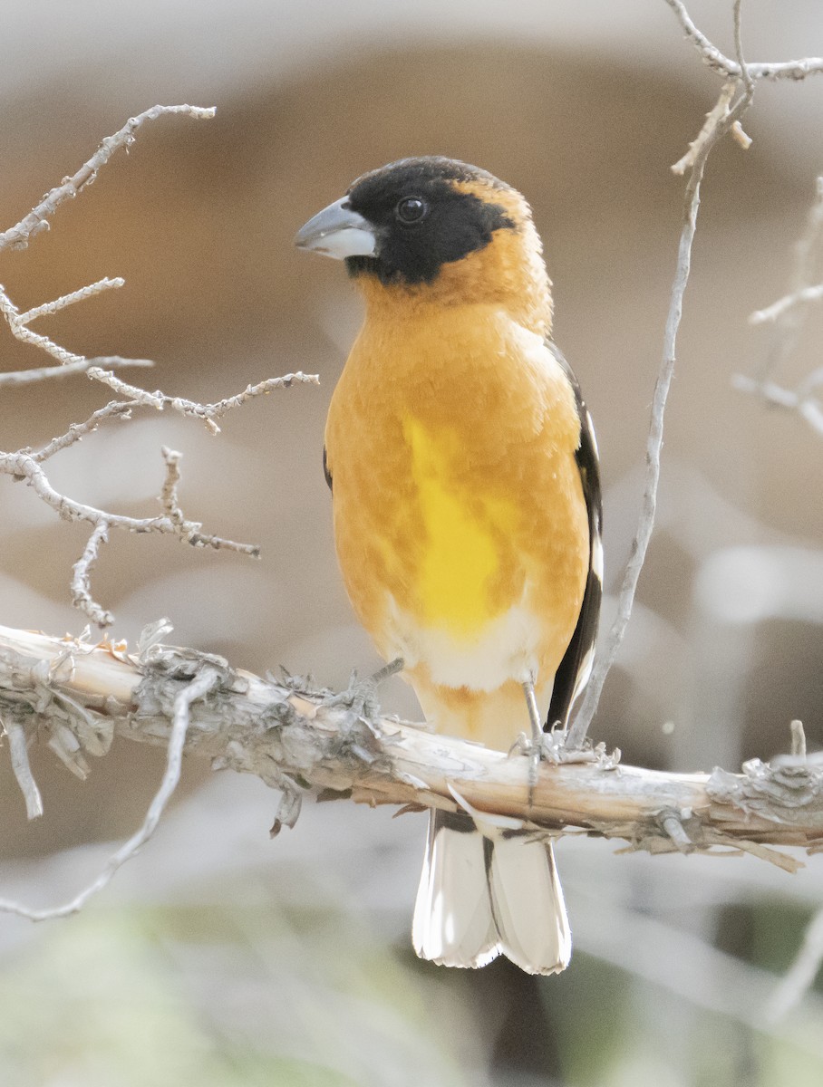 Black-headed Grosbeak - ML450536831