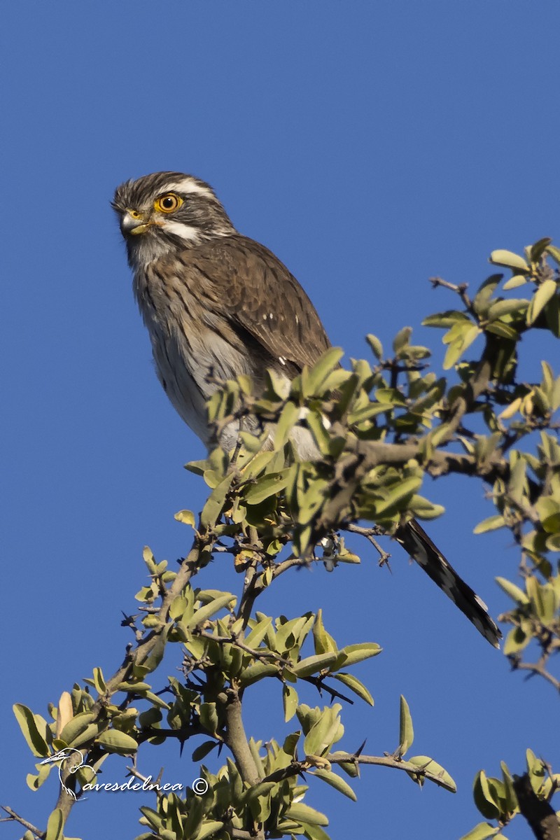 Spot-winged Falconet - ML450536861