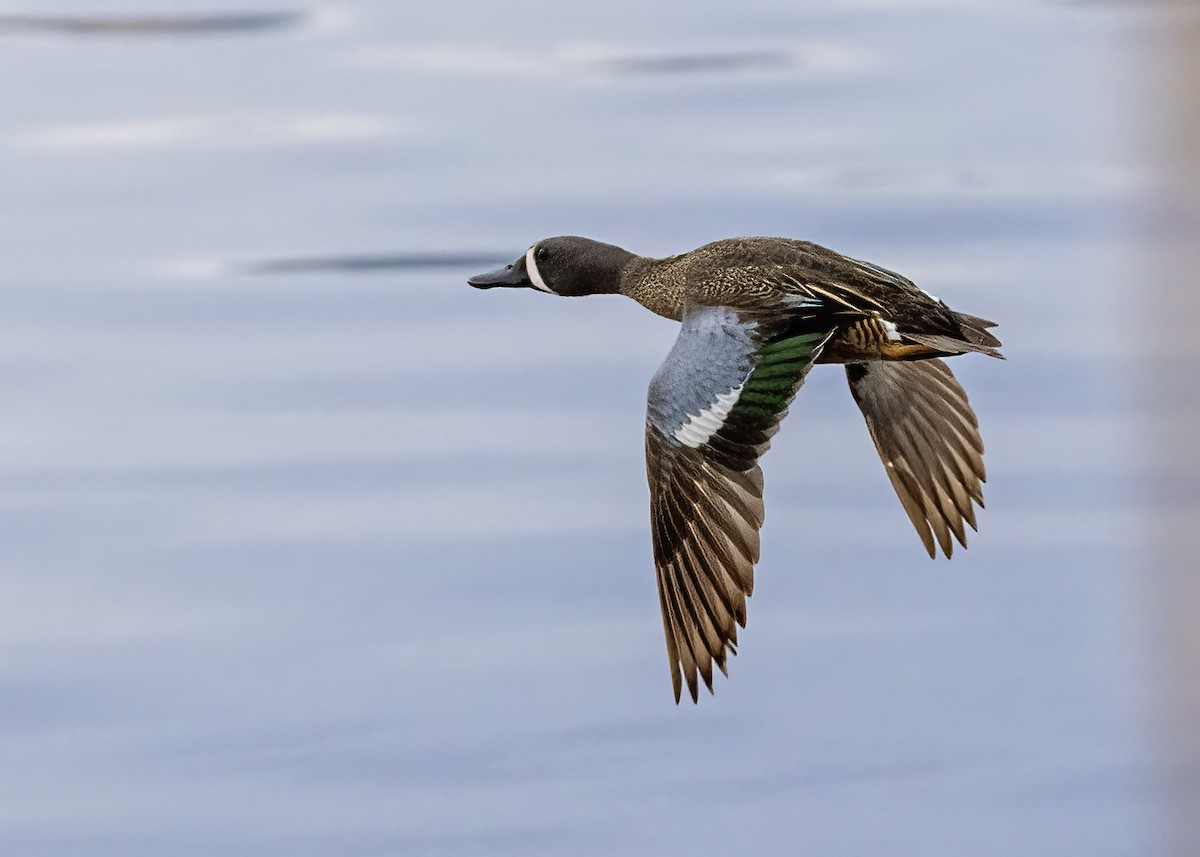 Blue-winged Teal - ML450536901