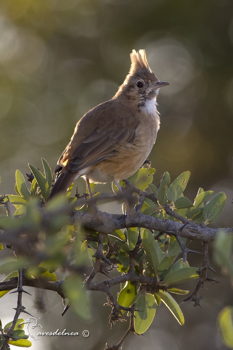 Crested Hornero - ML450536961