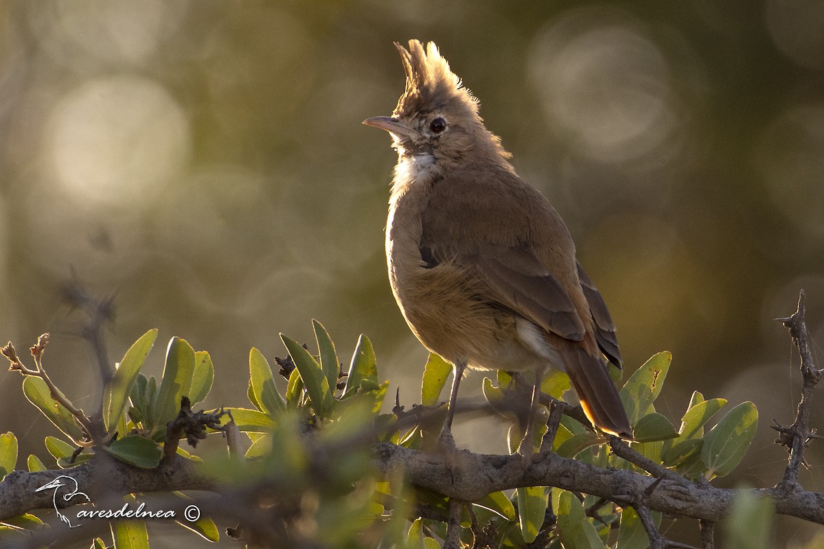 Crested Hornero - ML450536971