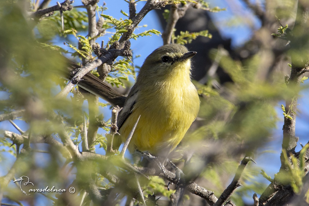 Greater Wagtail-Tyrant - ML450537101