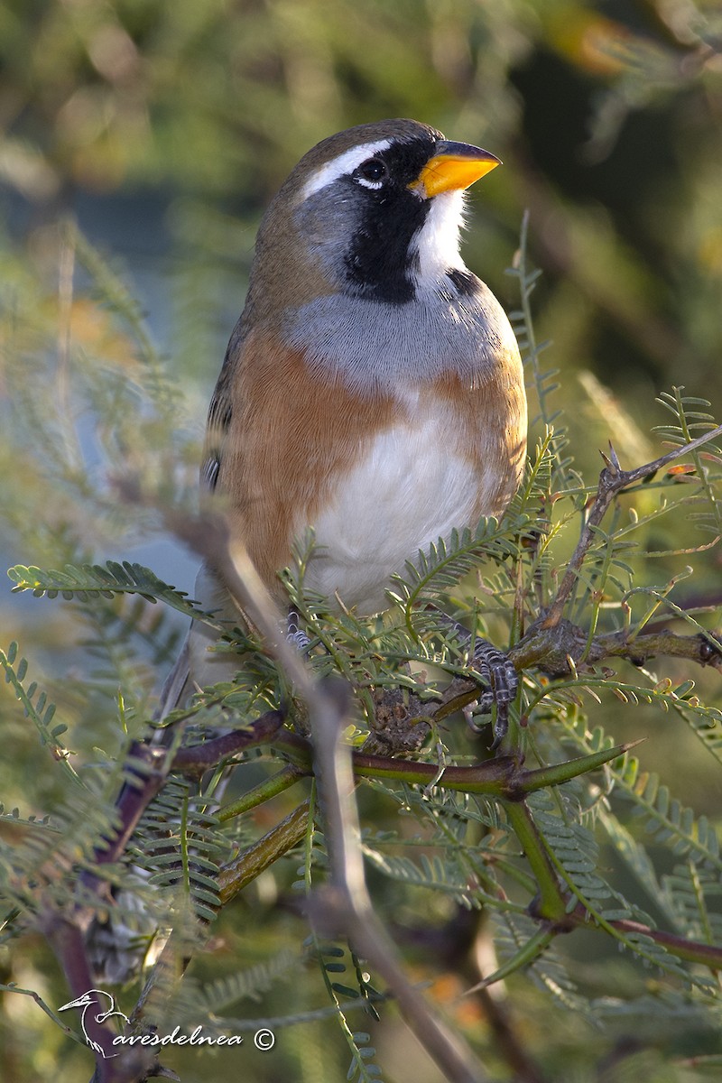 Many-colored Chaco Finch - ML450537251