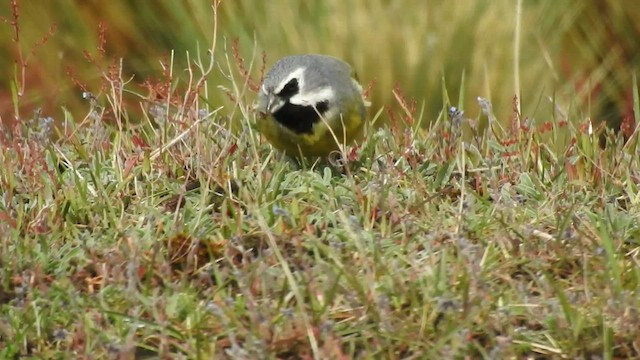 White-bridled Finch - ML450539341