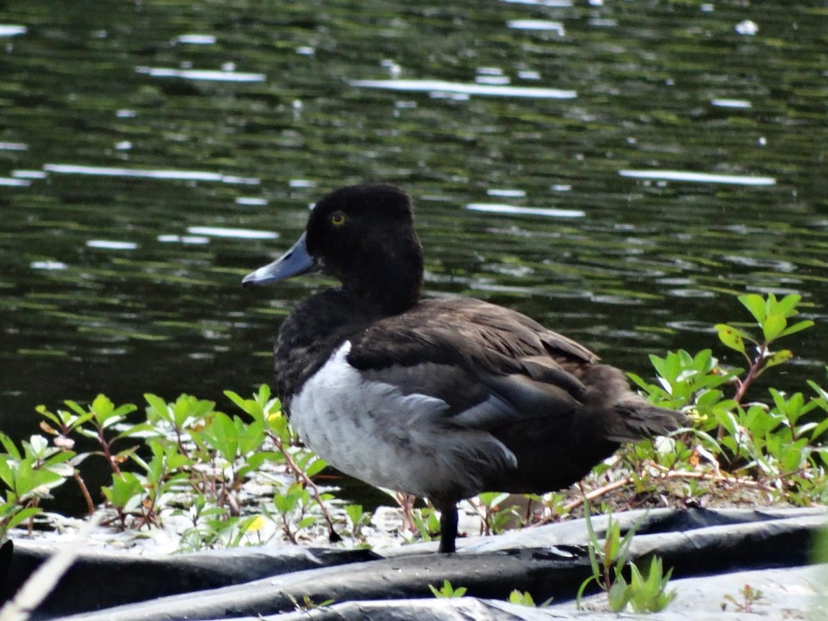 Ring-necked Duck - ML450539541