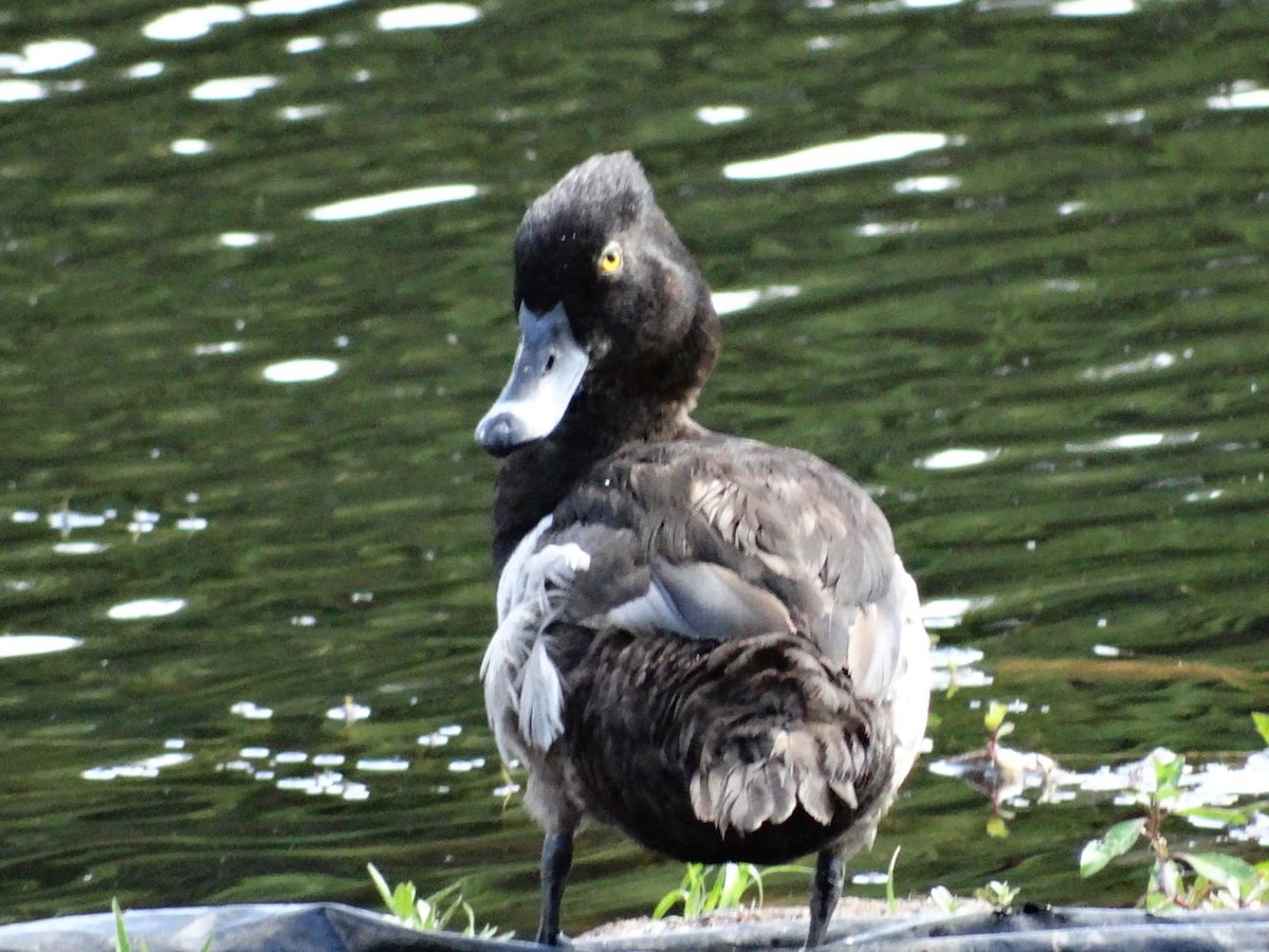 Ring-necked Duck - ML450539561