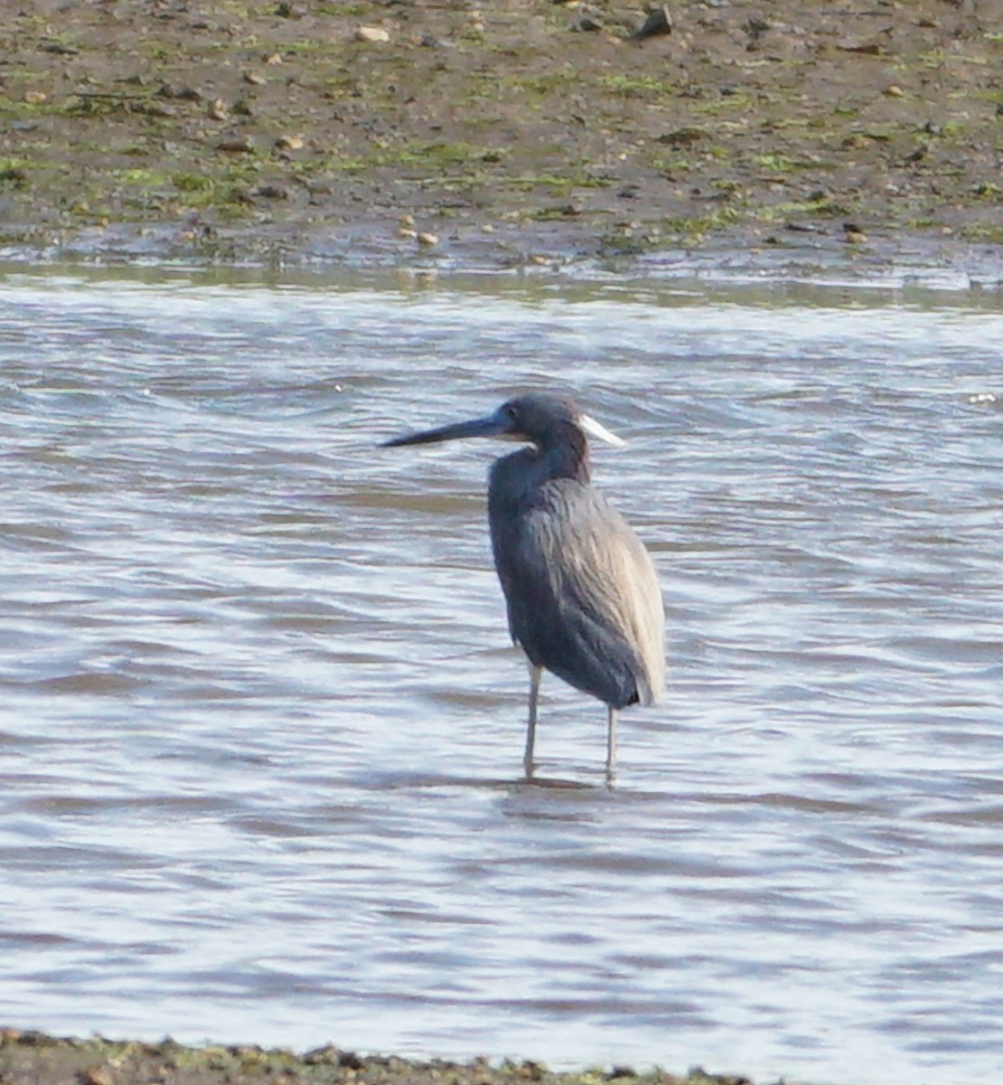 Tricolored Heron - ML450540671