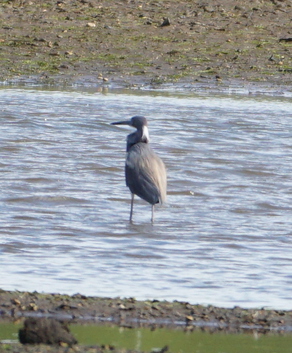 Tricolored Heron - ML450540681