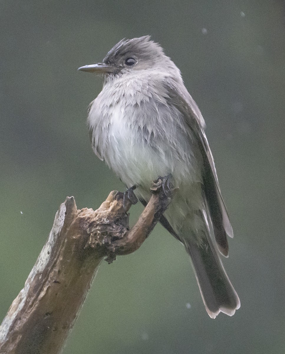 Western Wood-Pewee - ML450541051
