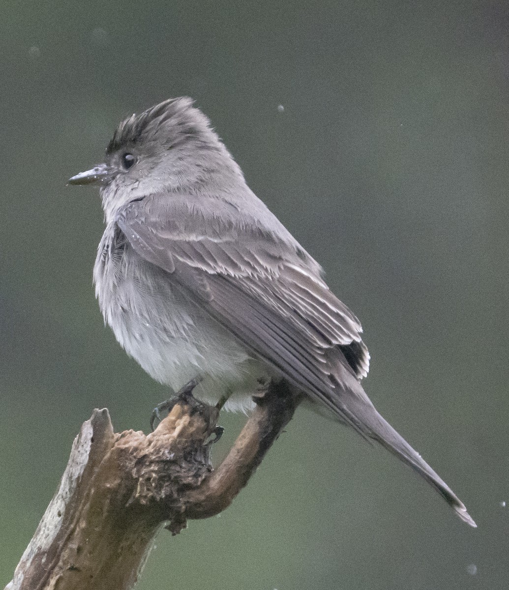 Western Wood-Pewee - ML450541061