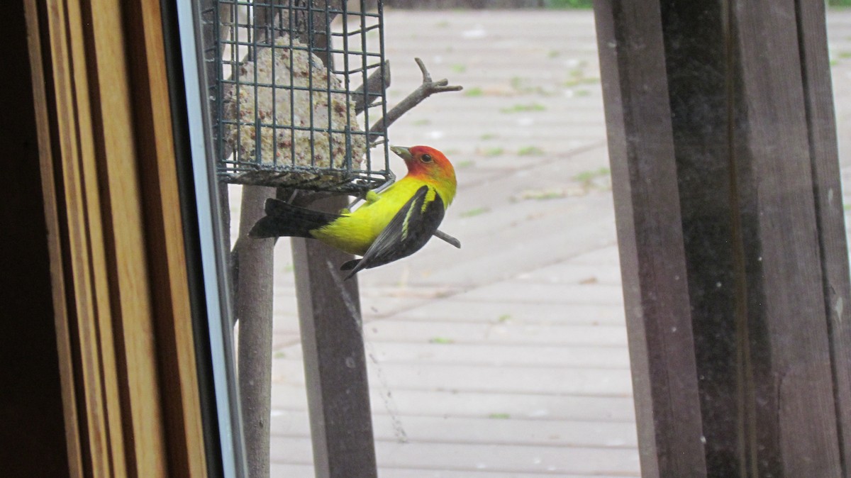 Western Tanager - ML450542461