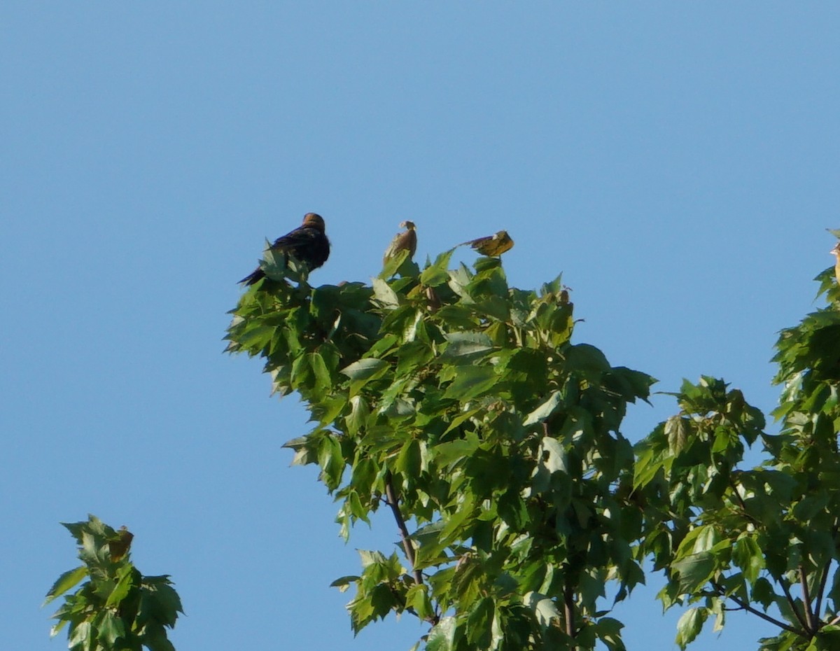 bobolink americký - ML450542601