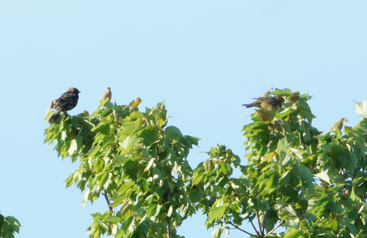 Bobolink - ML450542621