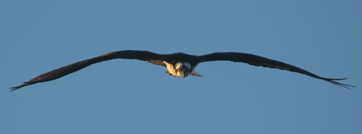 Osprey - ML450543521