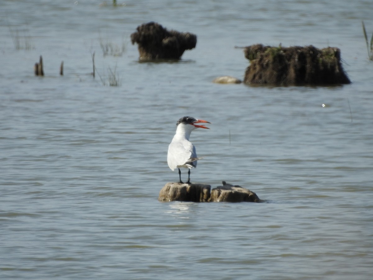 Caspian Tern - ML450544971