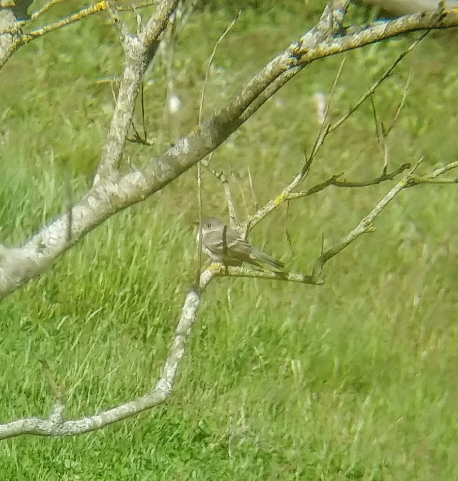 Eastern Wood-Pewee - ML450545401