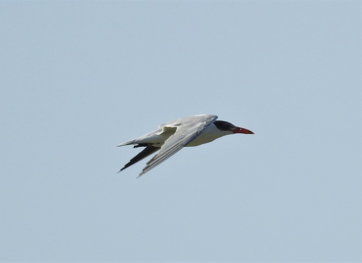 Caspian Tern - ML450545451