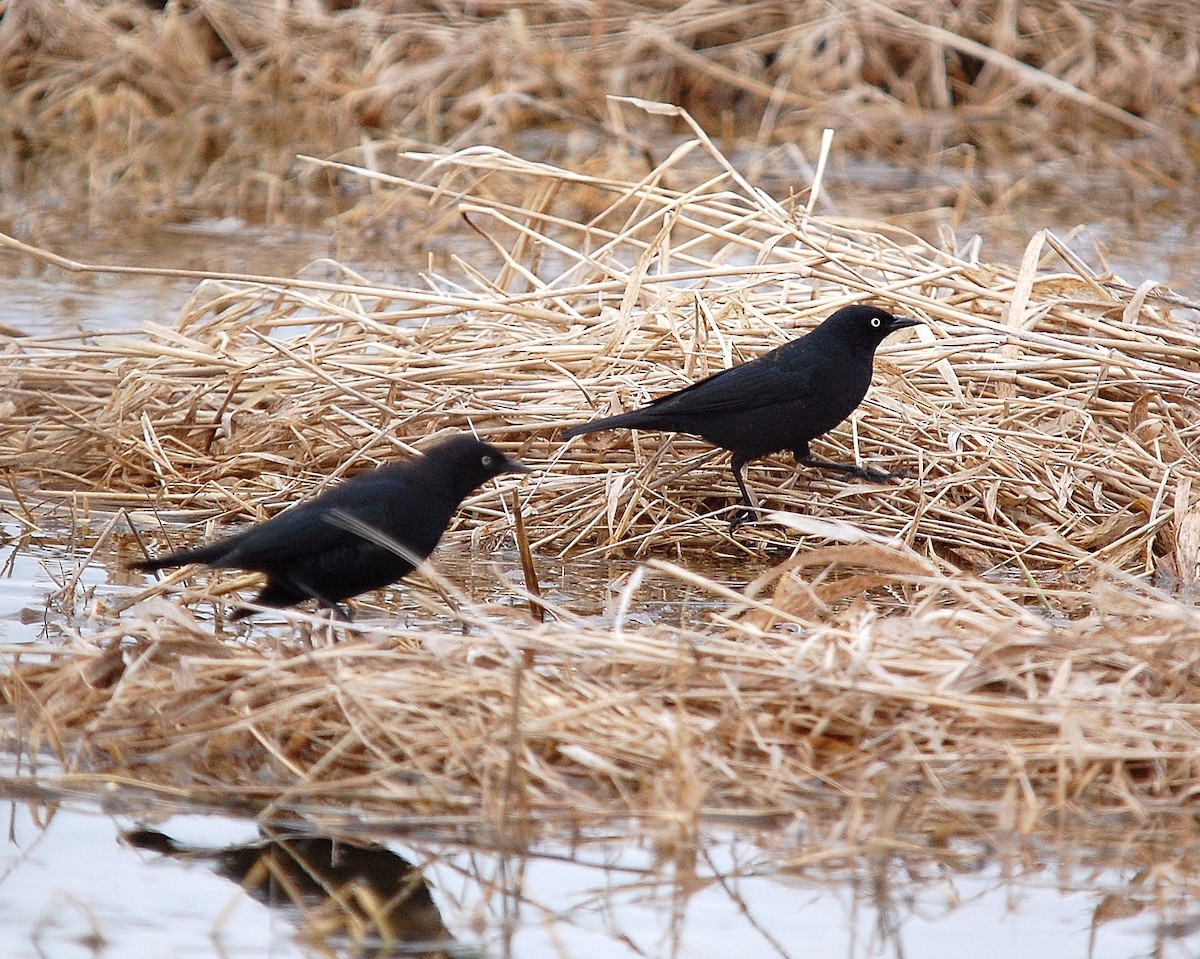 Rusty Blackbird - Adam Sinkula