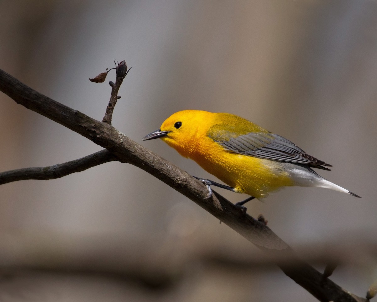 Zitronenwaldsänger - ML450551801