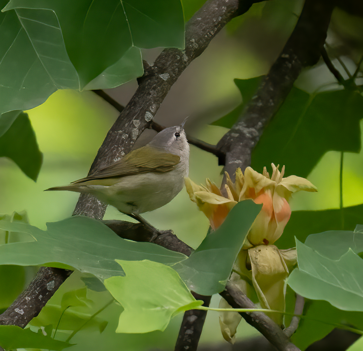 Tennessee Warbler - ML450558271